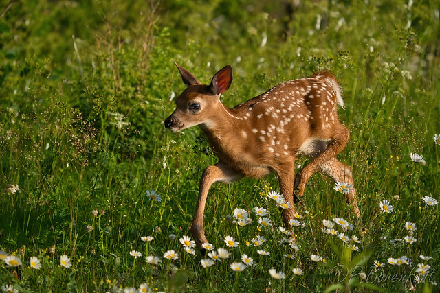White-tailed deer - Cerf de virginie