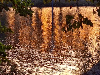Golden Flow. Meuse River in the Evening, Venlo, The Netherlands