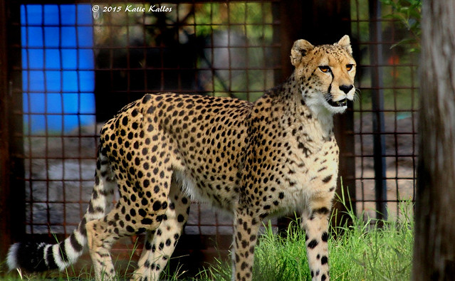 10-23-15 091   Lady Cheetah