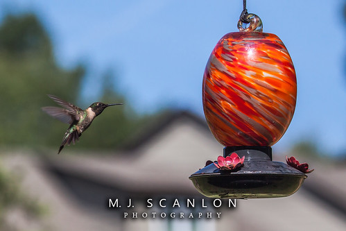 backyard bird digital feeder fly hummingbird landscape mojo outdoor rubythroatedhummingbird scanlon ©mjscanlon ©mjscanlonphotography