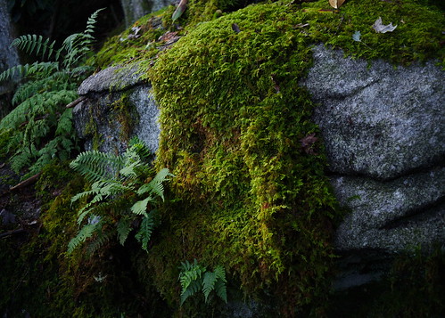 moss fern nantahalanationalforest westernnorthcarolina pentax k1 smcpentax13535mm iridientdeveloper