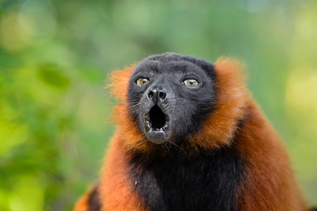 red ruffed lemur facts