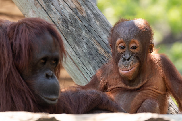 Orangutan Baby Sitting with Mom