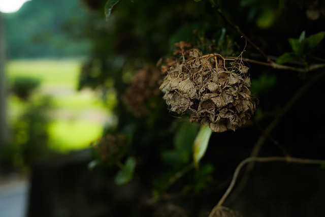 autumn hydrangea