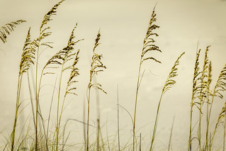 Dune Grass 3