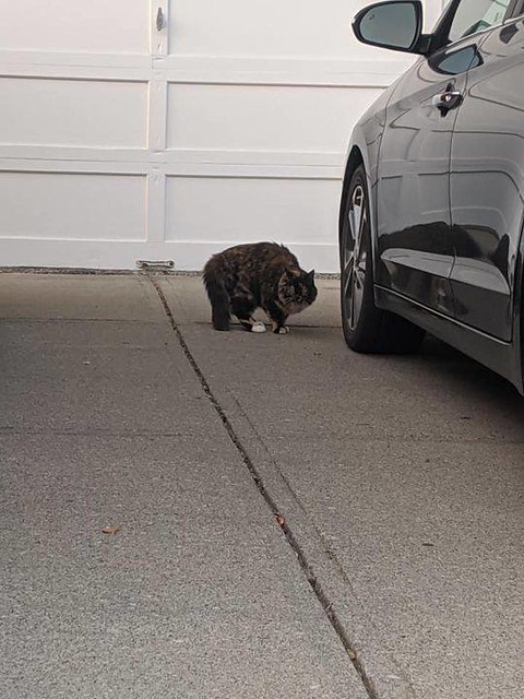 SIGHTING dmh tortoiseshell type cat in #douglasdale. Pls rt, share, watch, help kitty get home. Photos from Samantha Lynas's postvpdescription by Photos from Samantha Lynas's post SIGHTING dmh tortoiseshell type cat in #douglasdale. Pls rt, share, watch,