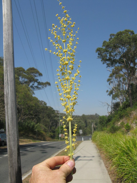 Lomandra longifolia flowerhead NC18