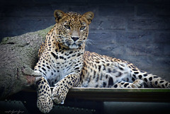 Srilanka Leopardin
