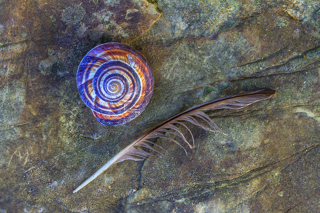 Snail and feather