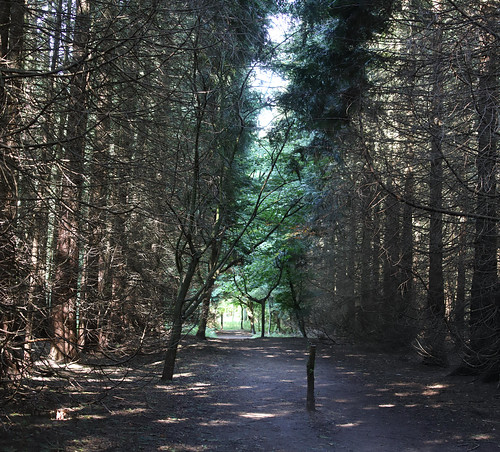 Pine Wood path - Ashridge Estate Pinus sp.