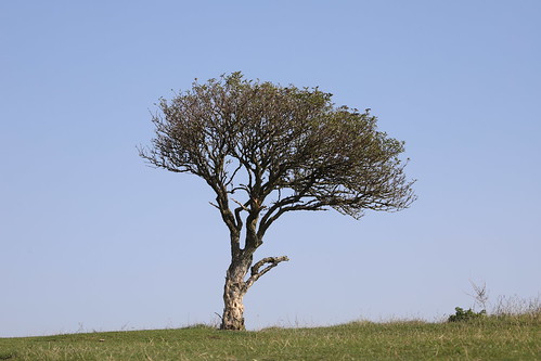 Elder tree - Pitstone Hill Sambucus nigra
