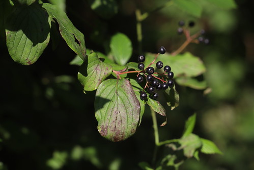 Common Dogwood berries - Pitstone Hill Cornus sanguinea