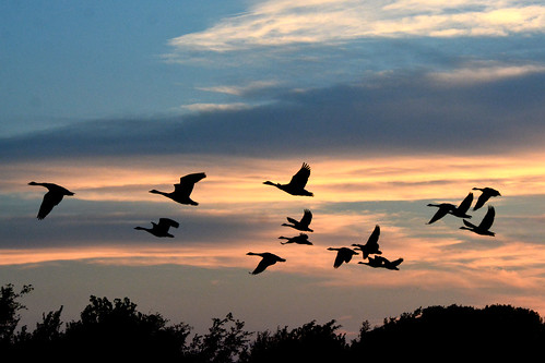 canadageese geese takeoff sunset chisholmcreekpark wichita kansas