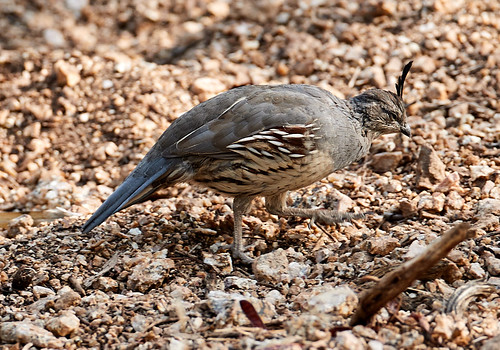 gambelsquail gambelsquailchicks deer muledeer buck javelina nature bird birds landscapes sunrise mountains scenicnature rabbit rabbits harrisshawk