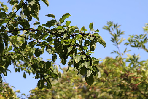 Purging Backthorn berries - Northfield Rhamnus cathartica