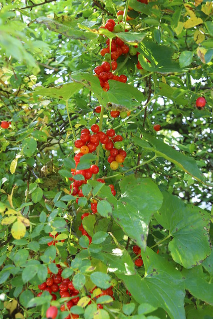 Black Bryony berries - Northfield Dioscorea communis