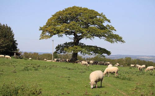 Shady Oak Tree for sheep - Ashridge Estate Quercus sp.