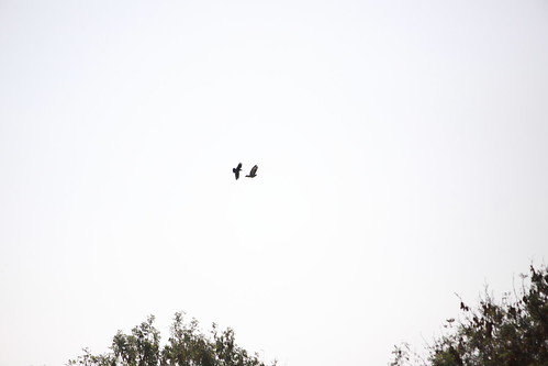 Crow chasing off a Buzzard - - Northfield Corvus corone chasing off Buteo buteo