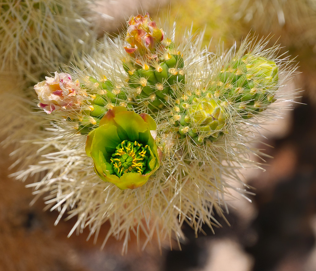More desert flowers - Joshua Tree National Park