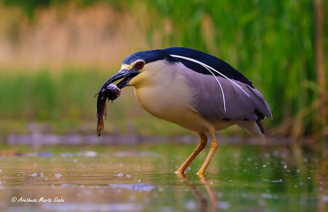 A shot from almost under the water :) Black-Crowned Night Heron and its dinner Nycticorax nycticorax, Bakcsó Νύχτα Ερωδιός