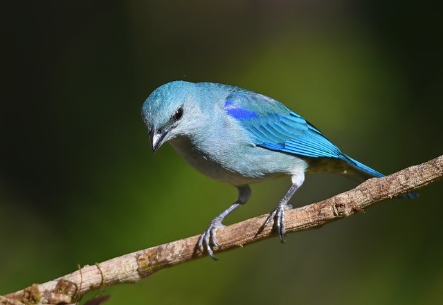 Sanhaçu-de-encontro-azul / Azure-shouldered tanager