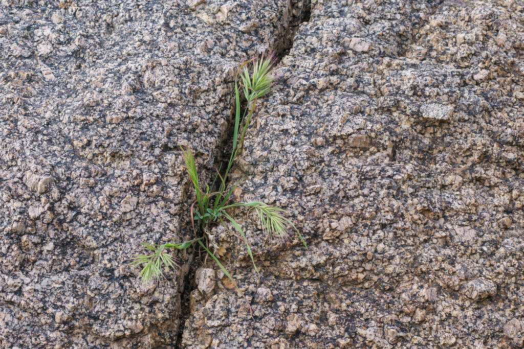 Grass grows in a crack in a granite boulder on the Marcus Landslide Trail in McDowell Sonoran Preserve in Scottsdale, Arizona on April 6, 2019. Original: _DSC7178.arw