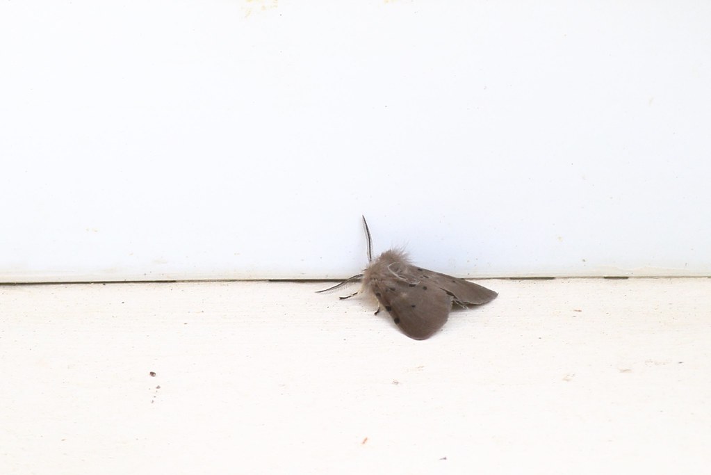 Écaille mendiante Diaphora mendica  Muslin moth(forme brune)