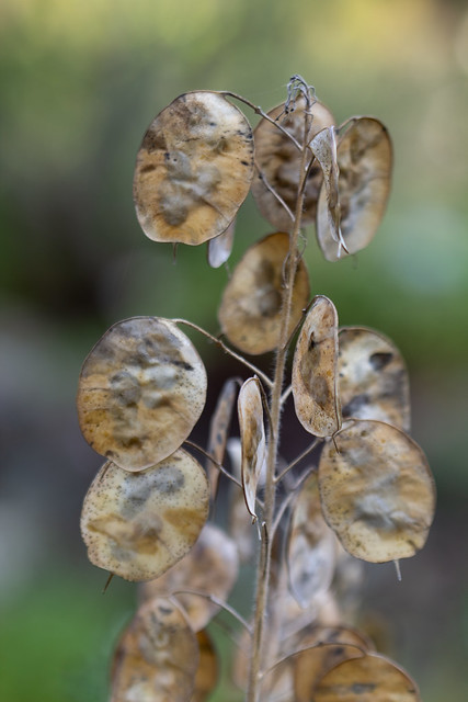 Annual Honesty/Lunaria annua (seed pods)