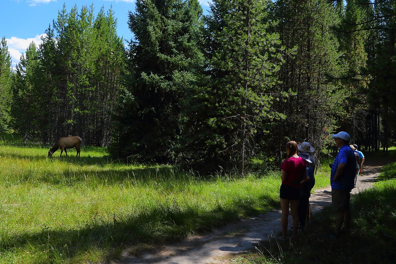 IMG_6338 Elk on Lake Overlook Trail