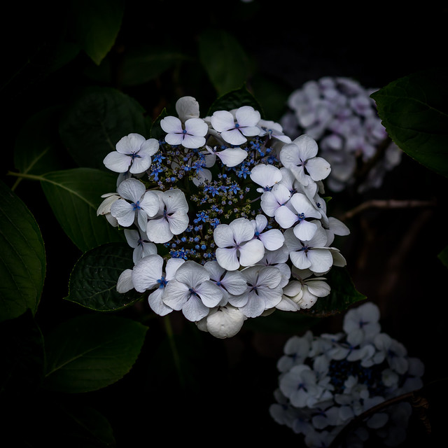 Hortensia in white and blue
