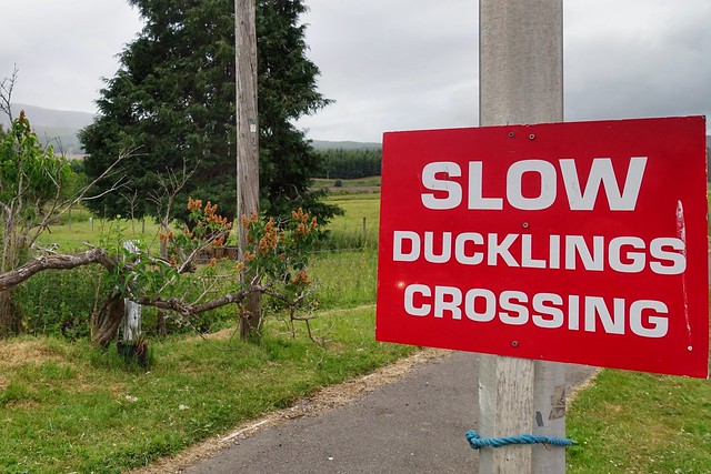 Ducklings crossing