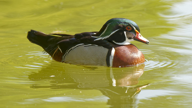 a wood duck in the light