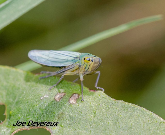 Cicadella viridis leafhopper
