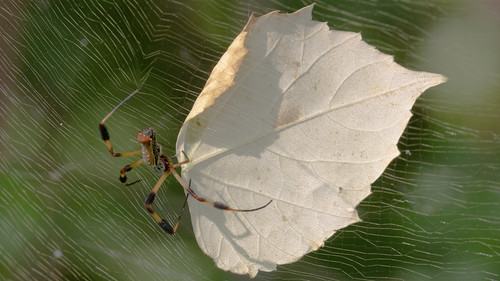 trichonephilaclavipes spider leaf spiderweb goldensilkspider