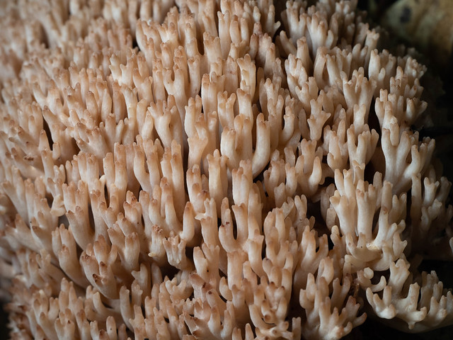 Ramaria coral fungi