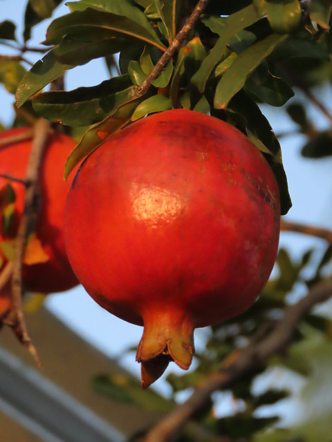 In Search Of The Perfect Pomegranate-4