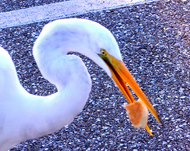 Greedy Egret -- 1100064