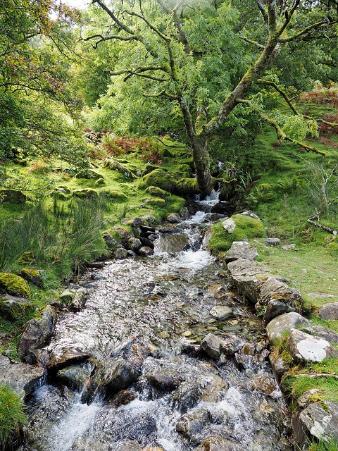 Stream at the lower levels of Cadair