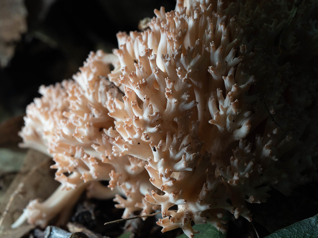 Ramaria coral fungi