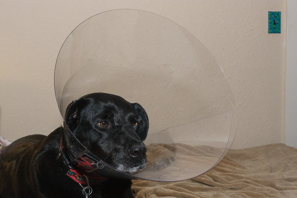 Our dog Ellie wears an Elizabethan collar after she sprained her ankle on September 21, 2009. Original: _MG_6406.cr2