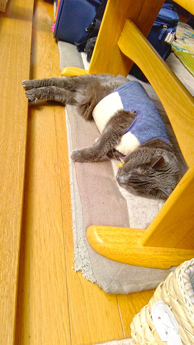19september2020 edited animal cat argent tunic bench sleeping nap floor livingroom kitahiroshima hokkaido japan 18september2018