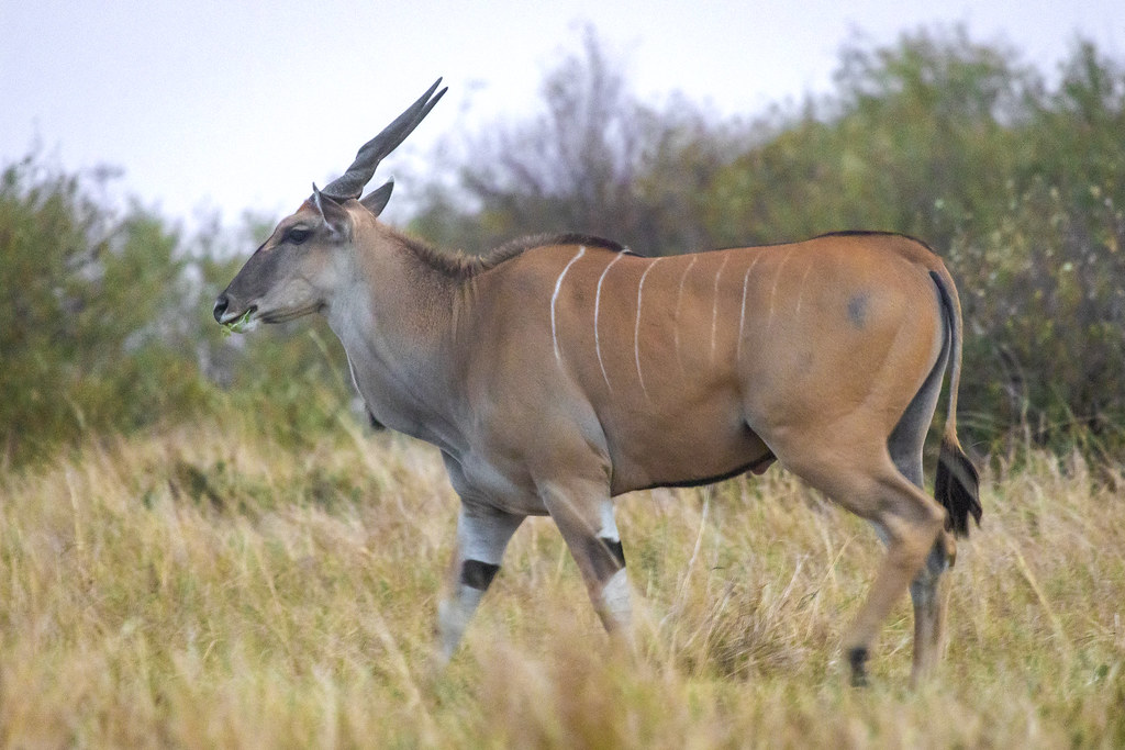 Eland (Taurotragus oryx). Masai Mara, Kenya | 016A3382 Masai… | Flickr
