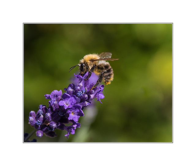 The bee and the lavender