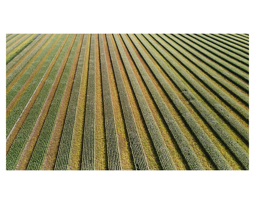 rural landscape field corn soy aerial dronephotography laprésentation quebec canada