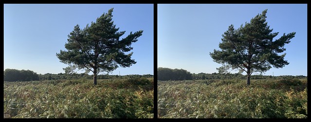 3D parallel view - Walking in the Ashdown Forest, bear Chelwood Gate