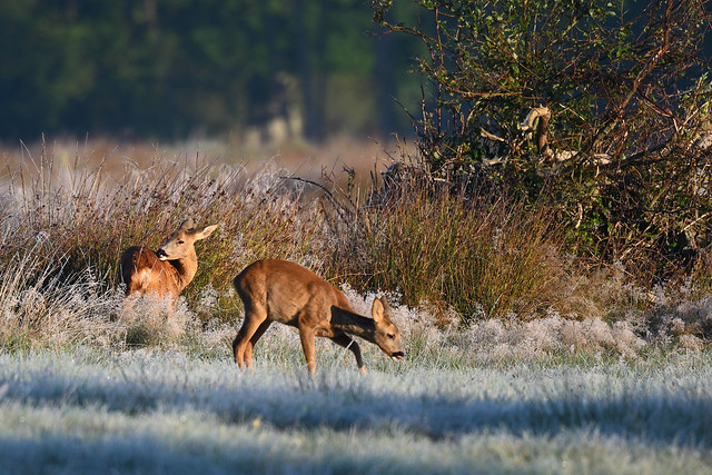 Roe Deer on a cold morning
