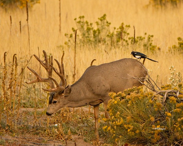 Mule Deer Buck with Magpie Riding (Explored Sept 20, 2020)