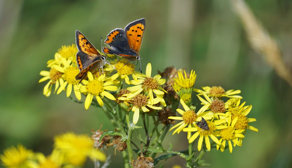 Small Coppers