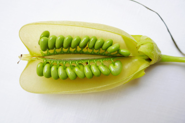 Seedpod with two rows of seeds
