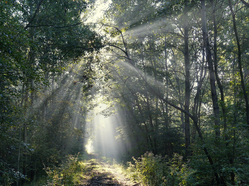 Poranek w lesie / Morning in forest